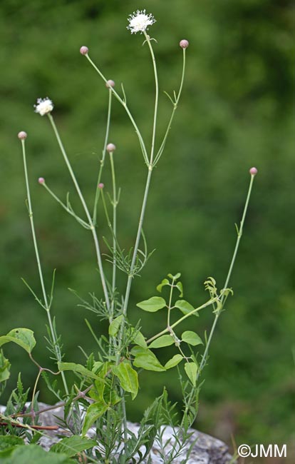 Cephalaria leucantha