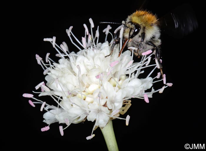 Cephalaria leucantha