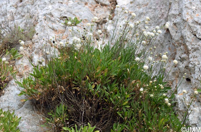 Cephalaria squamiflora subsp. mediterranea = Cephalaria mediterranea