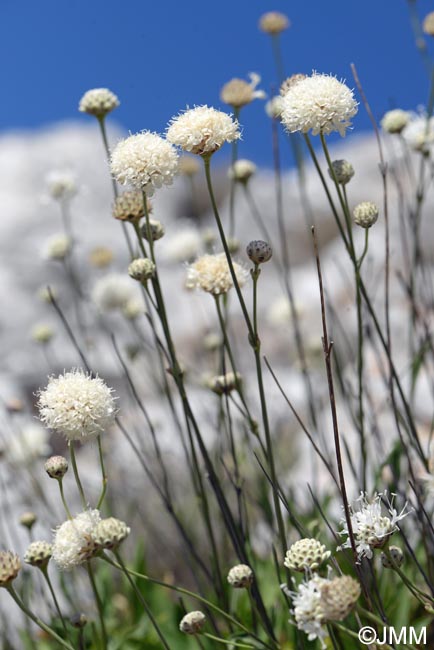 Cephalaria squamiflora subsp. mediterranea = Cephalaria mediterranea