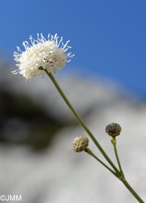 Cephalaria squamiflora subsp. mediterranea = Cephalaria mediterranea