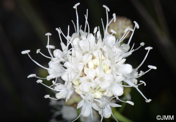 Cephalaria squamiflora subsp. mediterranea = Cephalaria mediterranea