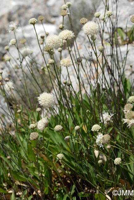 Cephalaria squamiflora subsp. mediterranea = Cephalaria mediterranea