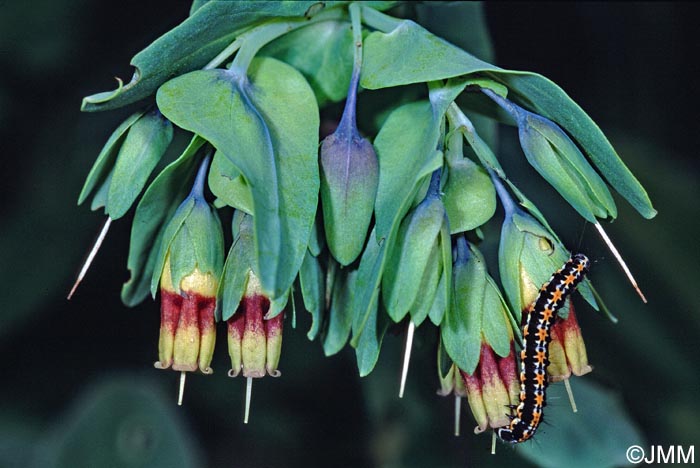 Cerinthe glabra