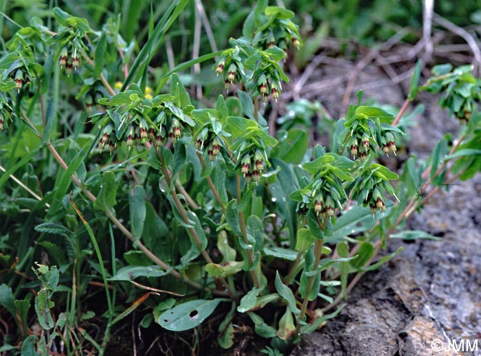 Cerinthe glabra