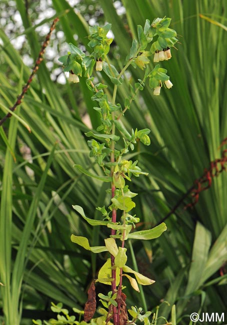 Cerinthe major