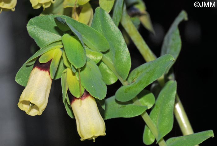 Cerinthe major