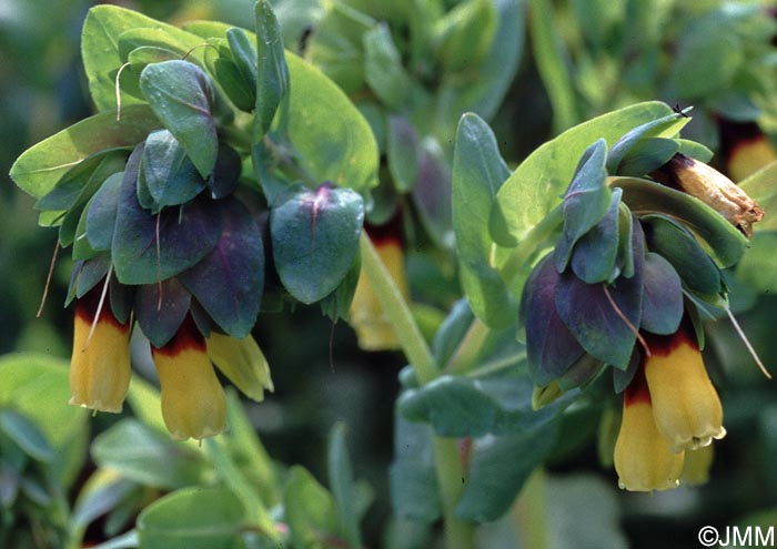 Cerinthe major