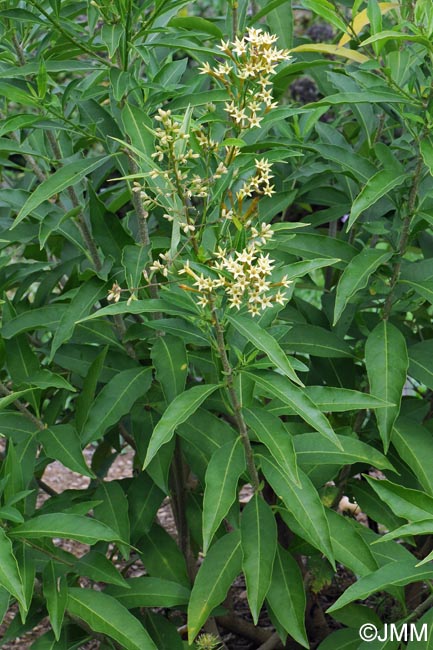 Cestrum parqui