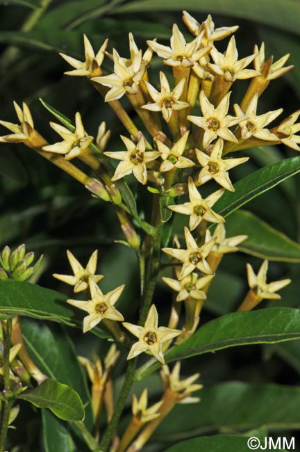 Cestrum parqui