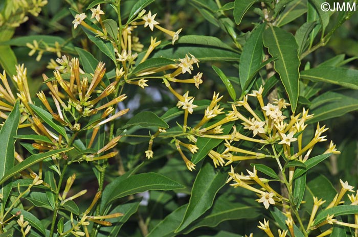 Cestrum parqui