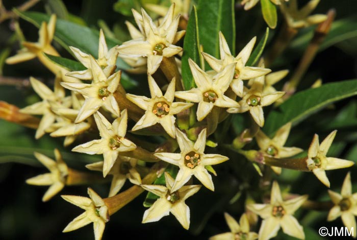 Cestrum parqui