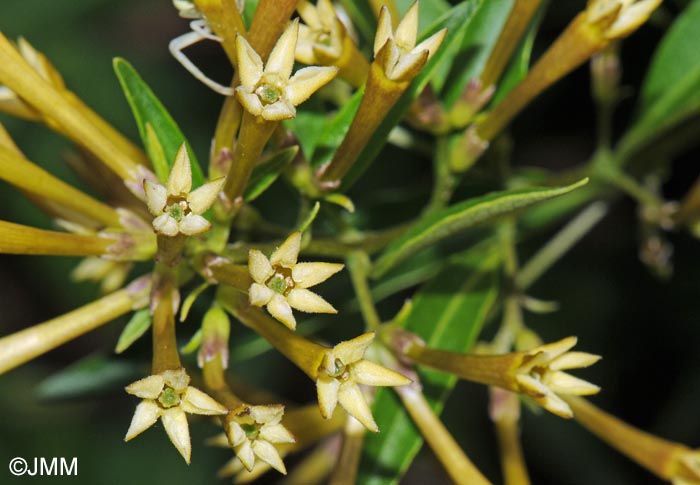 Cestrum parqui