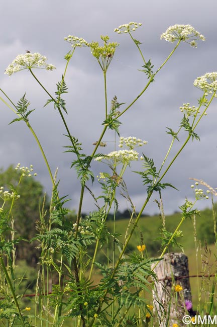 Chaerophyllum aureum