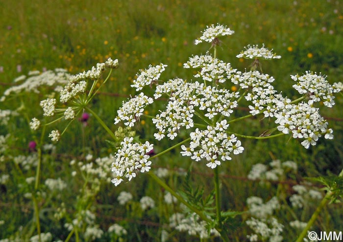 Chaerophyllum aureum