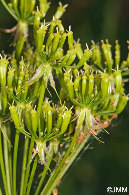 Chaerophyllum aureum