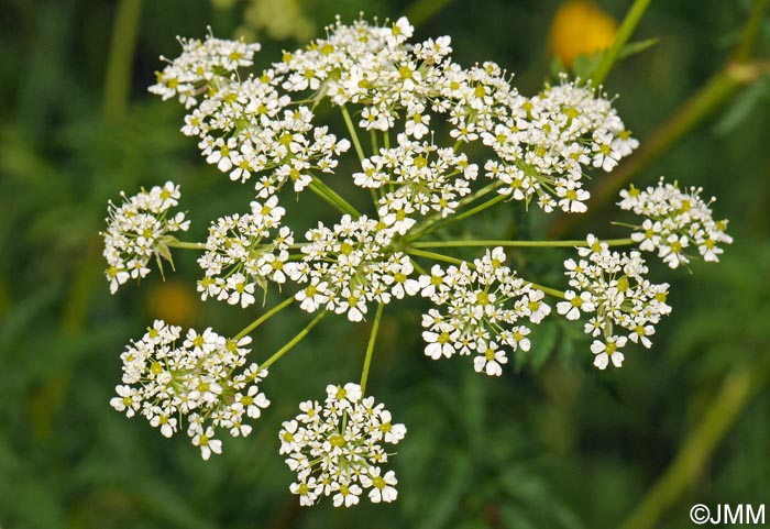 Chaerophyllum aureum