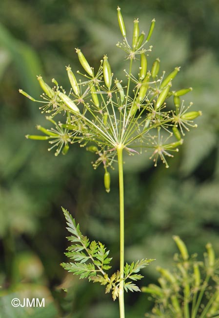 Chaerophyllum aureum