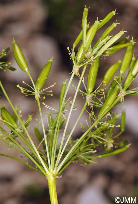 Chaerophyllum aureum