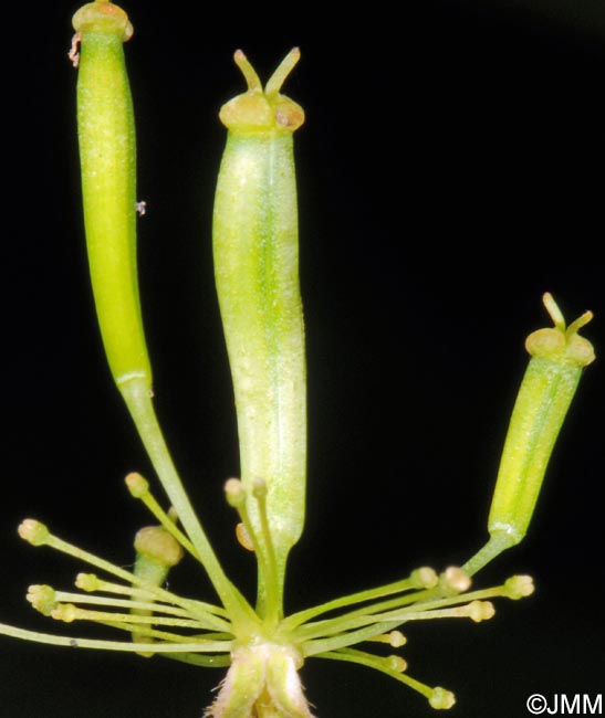 Chaerophyllum aureum