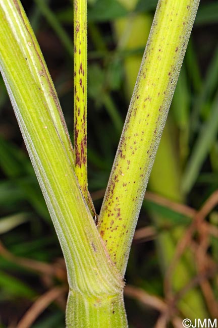 Chaerophyllum aureum