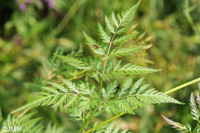 Chaerophyllum aureum