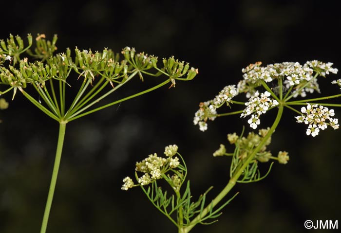 Chaerophyllum bulbosum