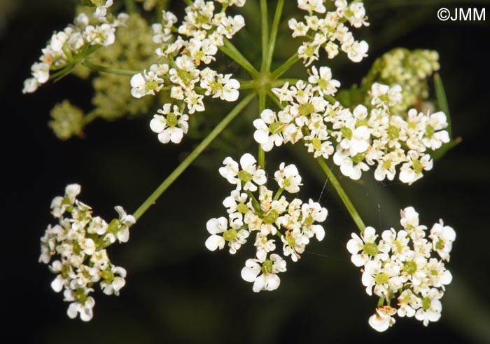 Chaerophyllum bulbosum