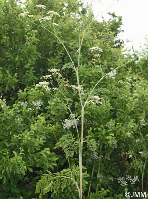 Chaerophyllum bulbosum