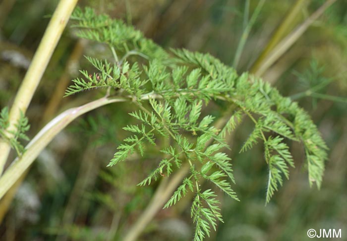 Chaerophyllum bulbosum