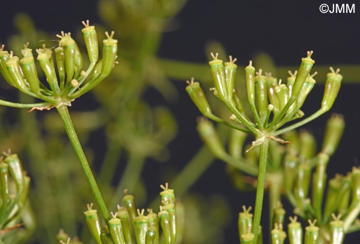 Chaerophyllum bulbosum