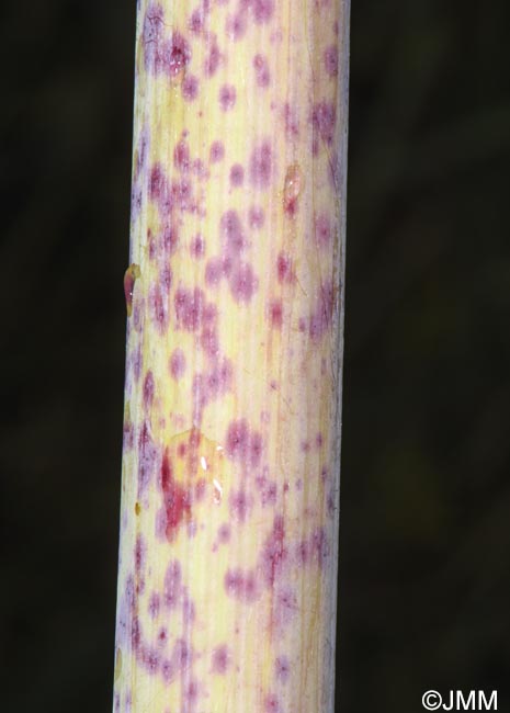 Chaerophyllum bulbosum