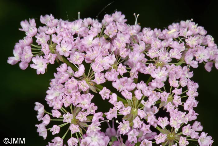 Chaerophyllum hirsutum