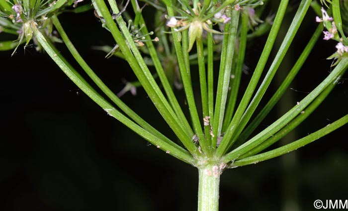 Chaerophyllum hirsutum