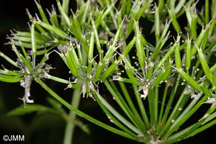 Chaerophyllum hirsutum