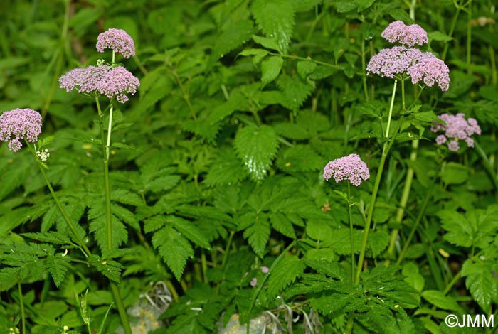 Chaerophyllum hirsutum