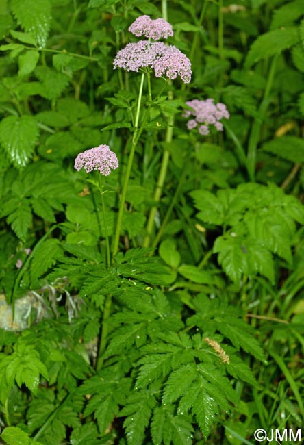 Chaerophyllum hirsutum