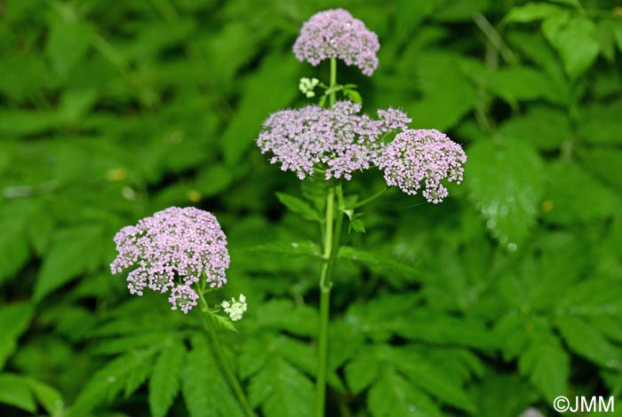 Chaerophyllum hirsutum