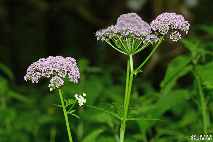 Chaerophyllum hirsutum