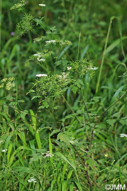 Chaerophyllum temulum