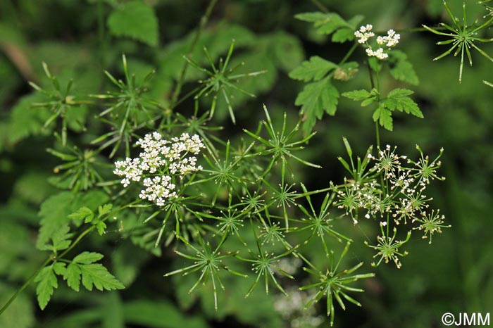 Chaerophyllum temulum