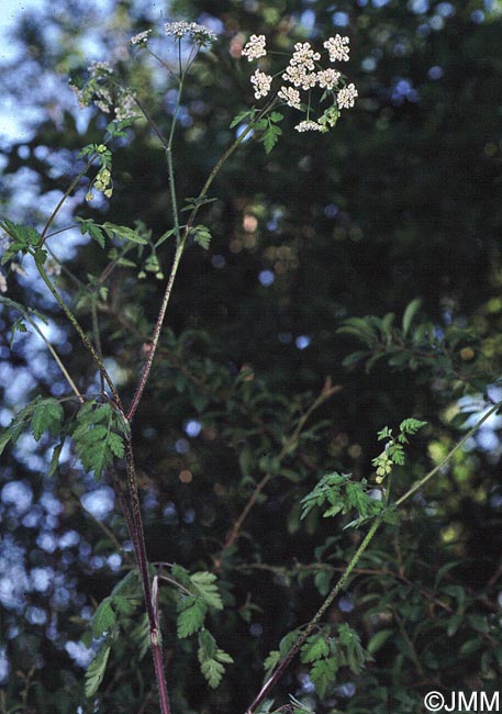 Chaerophyllum temulum