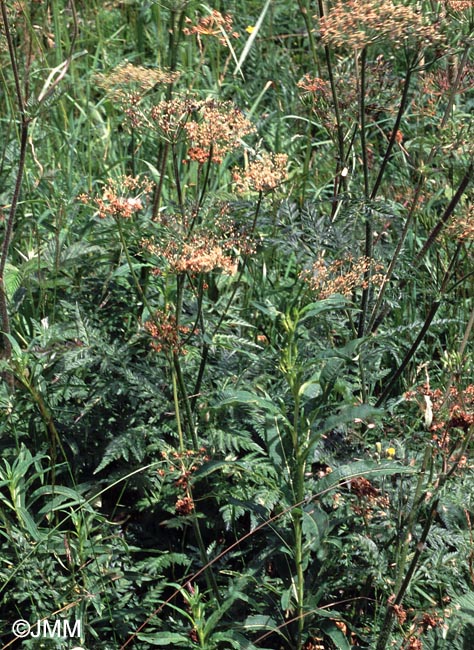 Chaerophyllum villarsii