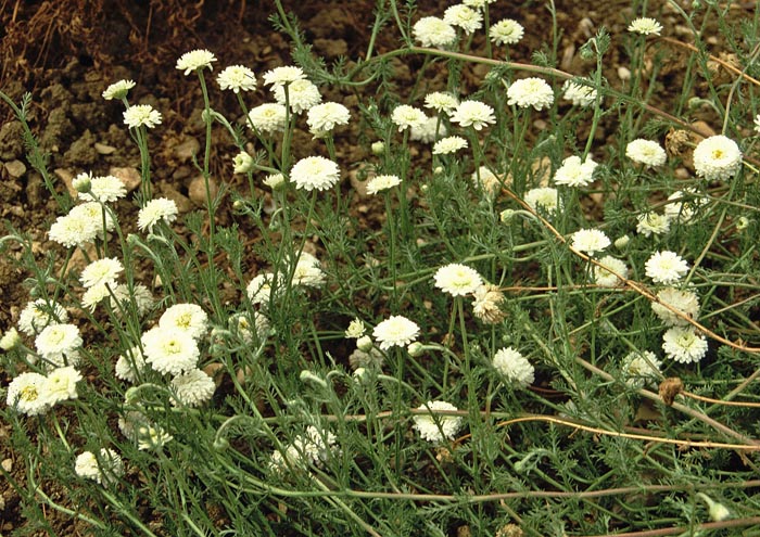 Chamaemelum nobile = Anthemis nobilis