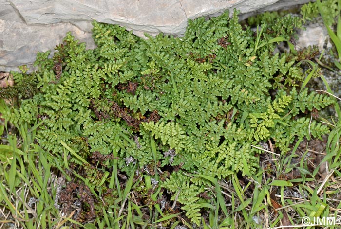 Cheilanthes acrostica = Allosorus acrosticus