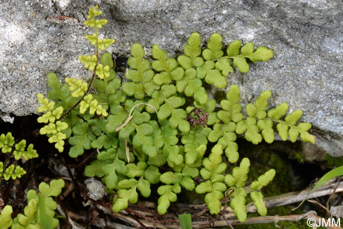 Cheilanthes acrostica = Allosorus acrosticus