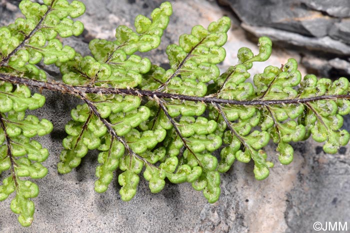 Cheilanthes acrostica = Allosorus acrosticus