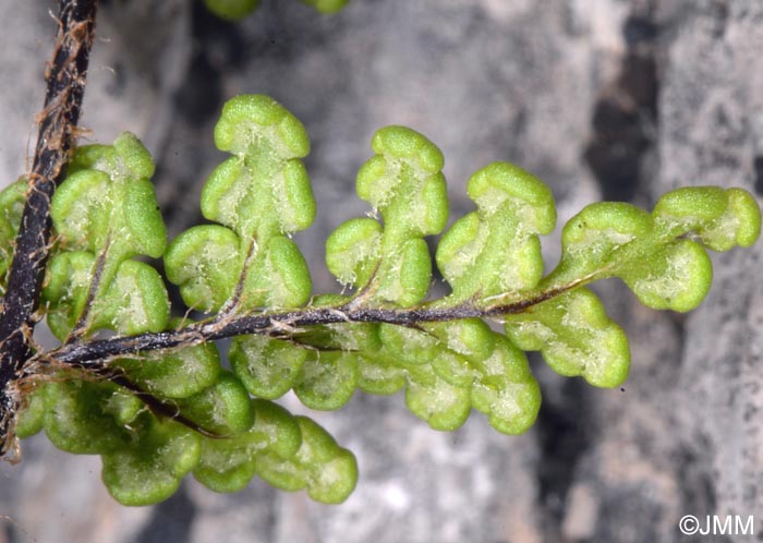 Cheilanthes acrostica = Allosorus acrosticus