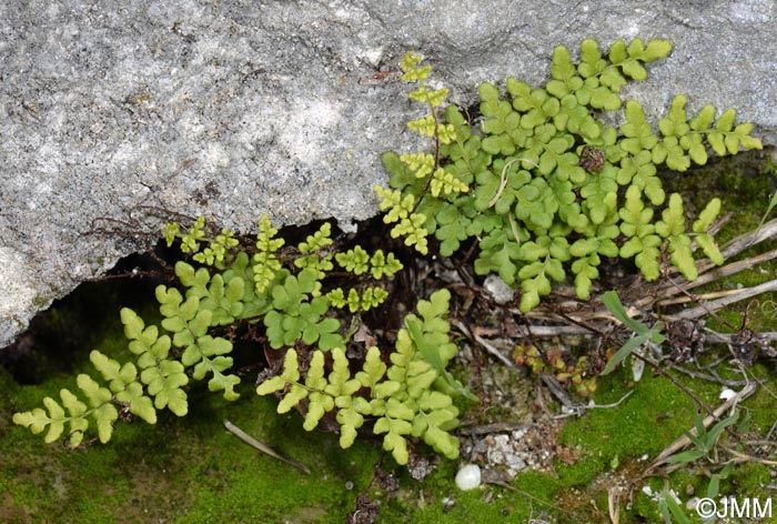 Cheilanthes acrostica = Allosorus acrosticus