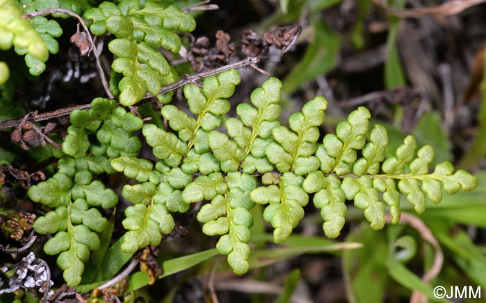 Cheilanthes acrostica = Allosorus acrosticus